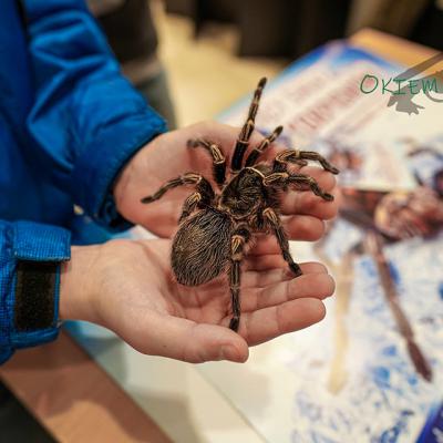 Wystawa pająków i skorpionów Jasło 2020